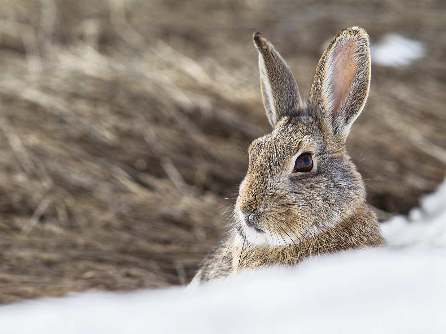 A small cottontail rabbit in the snow.