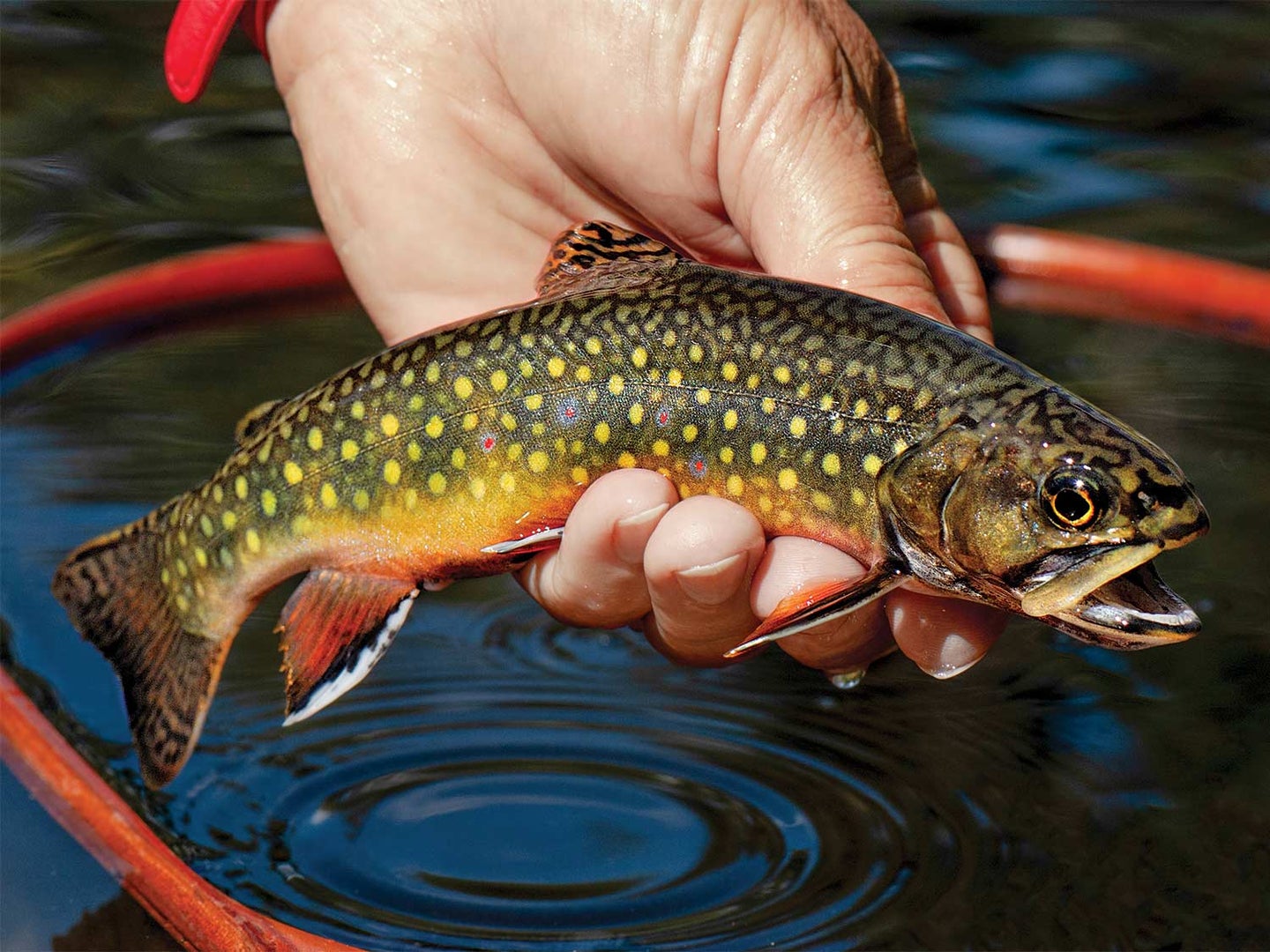 A small trout in the hand of an angler.