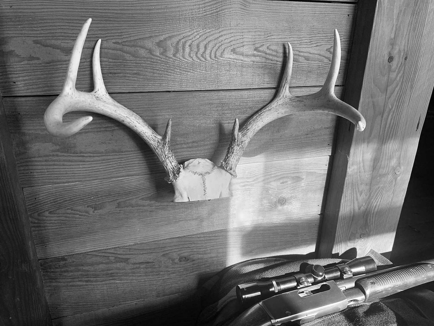 A set of antlers on a wooden wall.