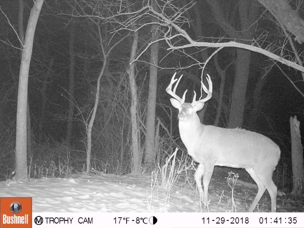 Mr. Big made a big jump in antler growth by 2018.