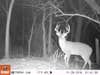 Mr. Big made a big jump in antler growth by 2018.