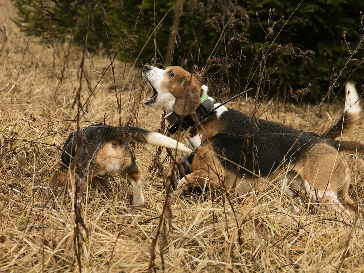 beagles-hunting-rabbits