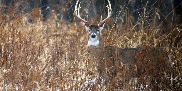 How to Jumpshoot a Whitetail Buck