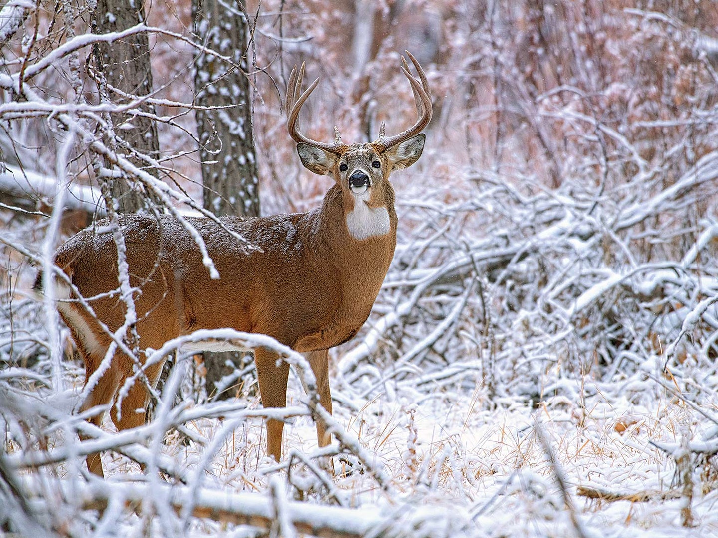 A whitetail buck walking through a snow-covered forest.