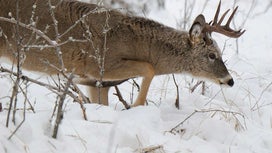How to Hunt Deer in 6 Kinds of Snow
