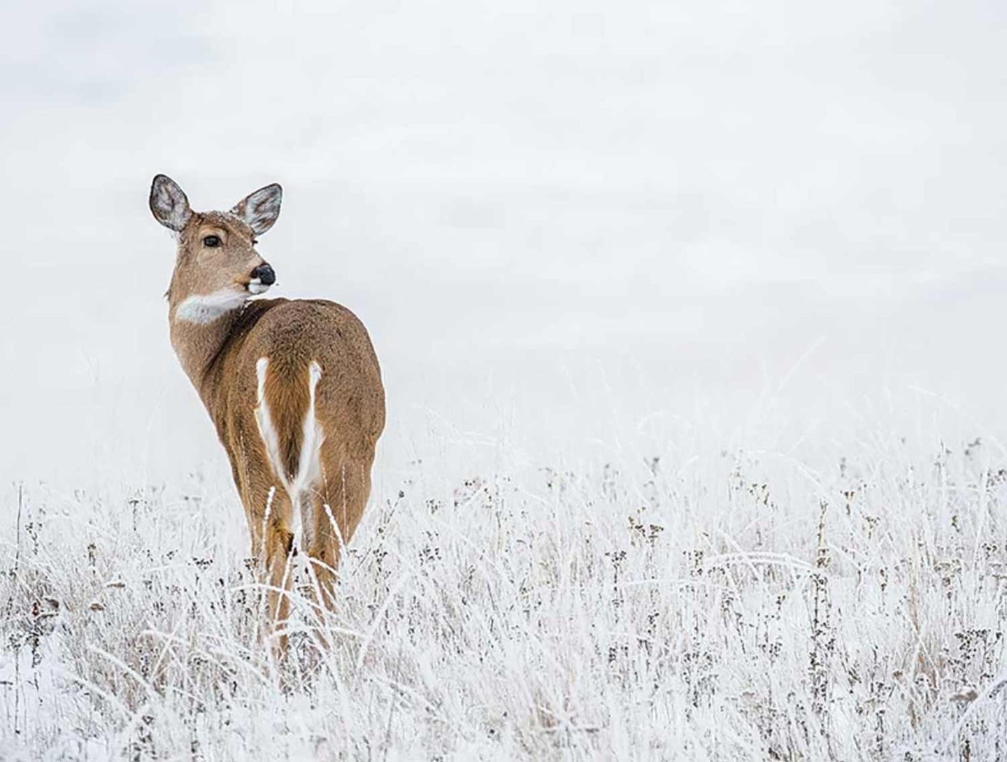 A whitetail doe walks through a snow-covered field of grass.