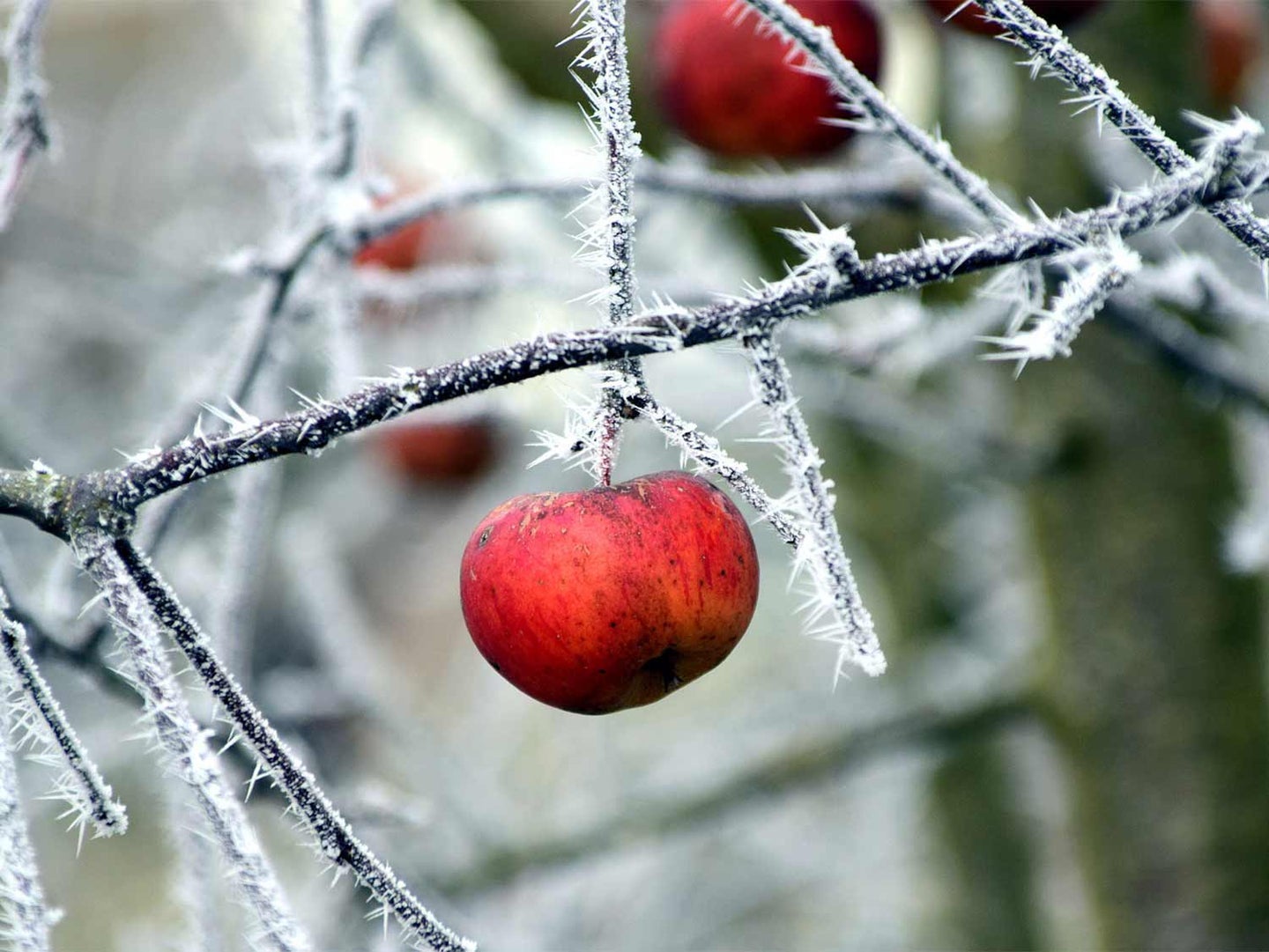A batch of wild apples growing on a growing from branches of trees covered in ice and frost.