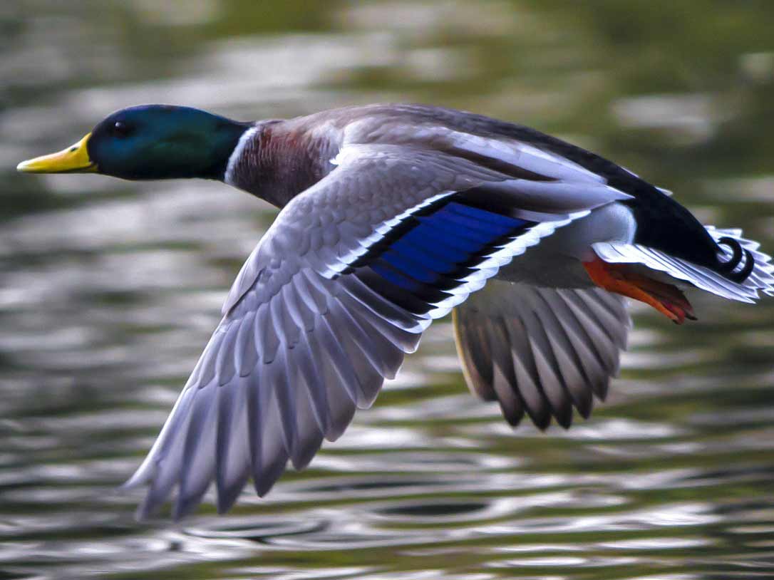 A waterfowl duck flying through the air over a lake.