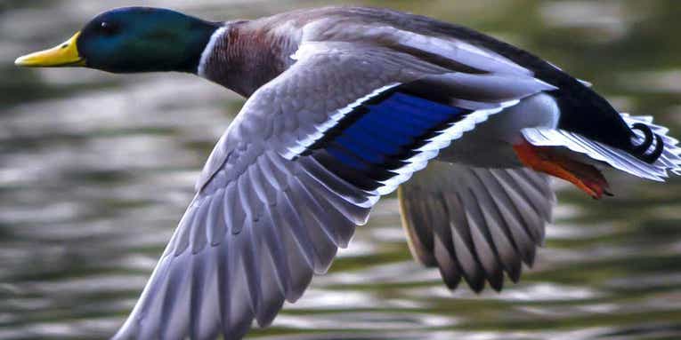 12 Pro Tips for Decoying Ducks and Geese