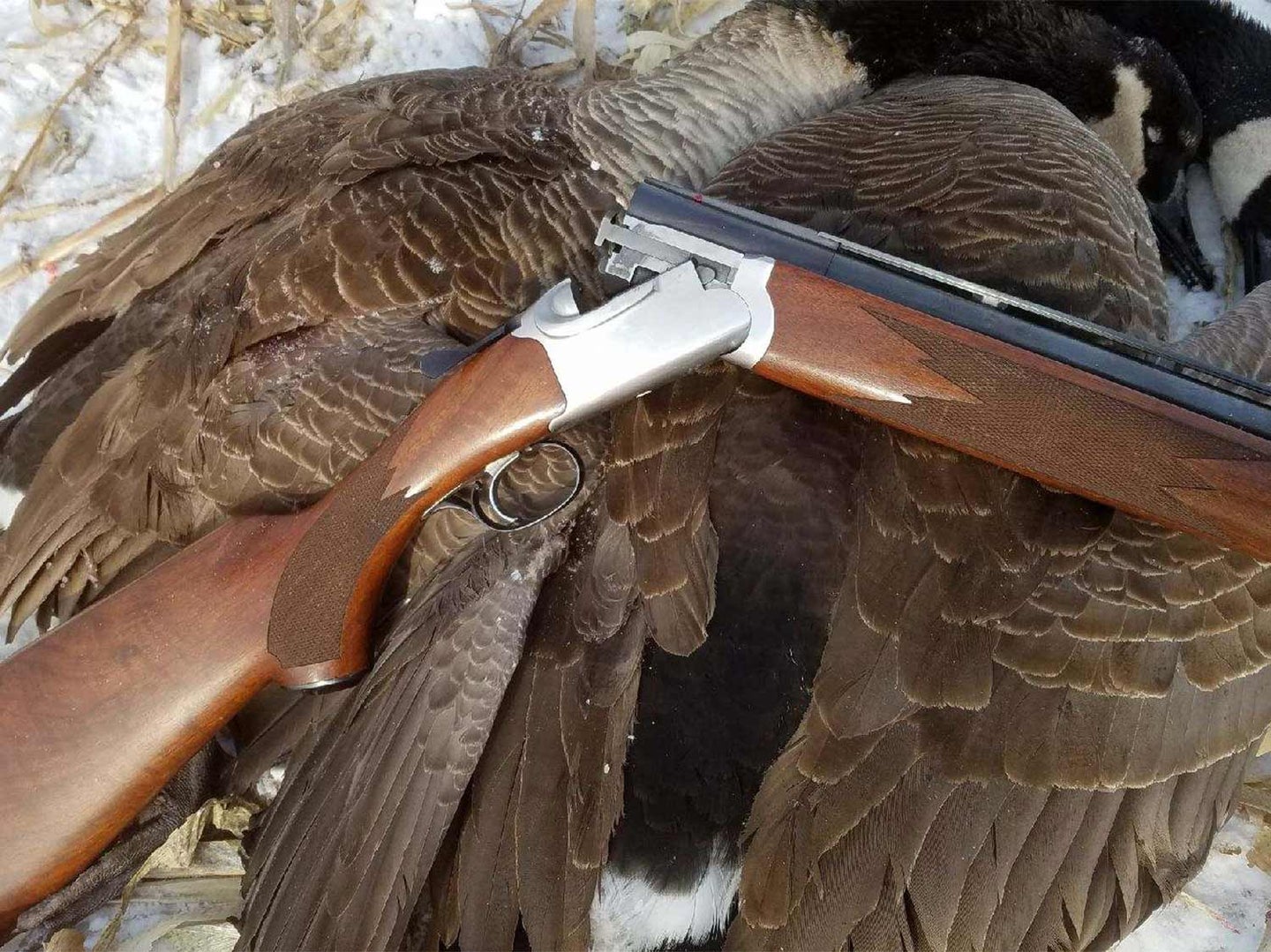 The author’s Ruger Red Label with a pair of Canada geese.