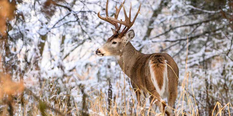 10 Best Tree Stand Locations for Late-Season Deer