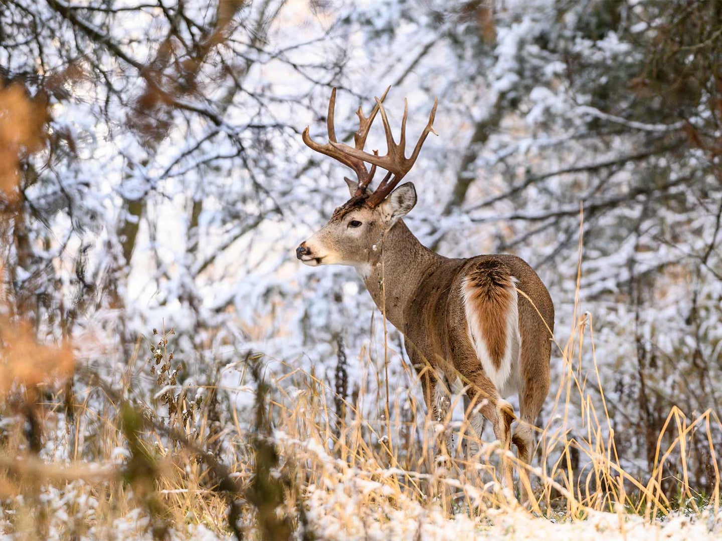 A whitetail deer walking through snow-covered woods.