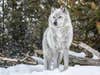 A white wolf standing in the snow.