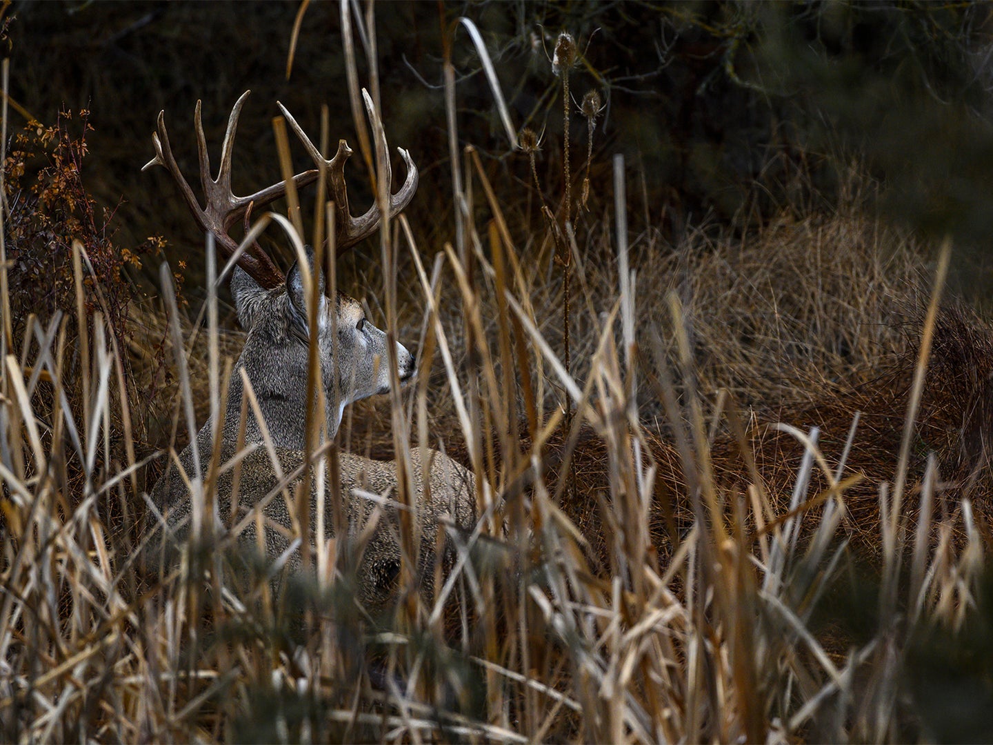 A whitetail buck that has bedded down in tall grass.