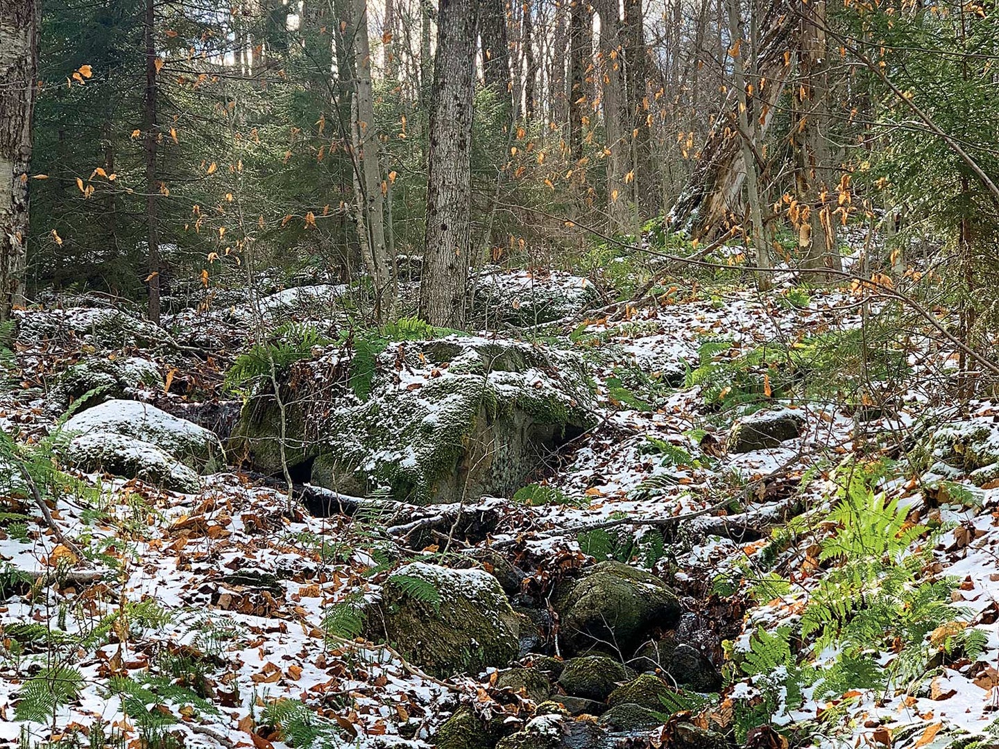 A snow covered forested area and spring.