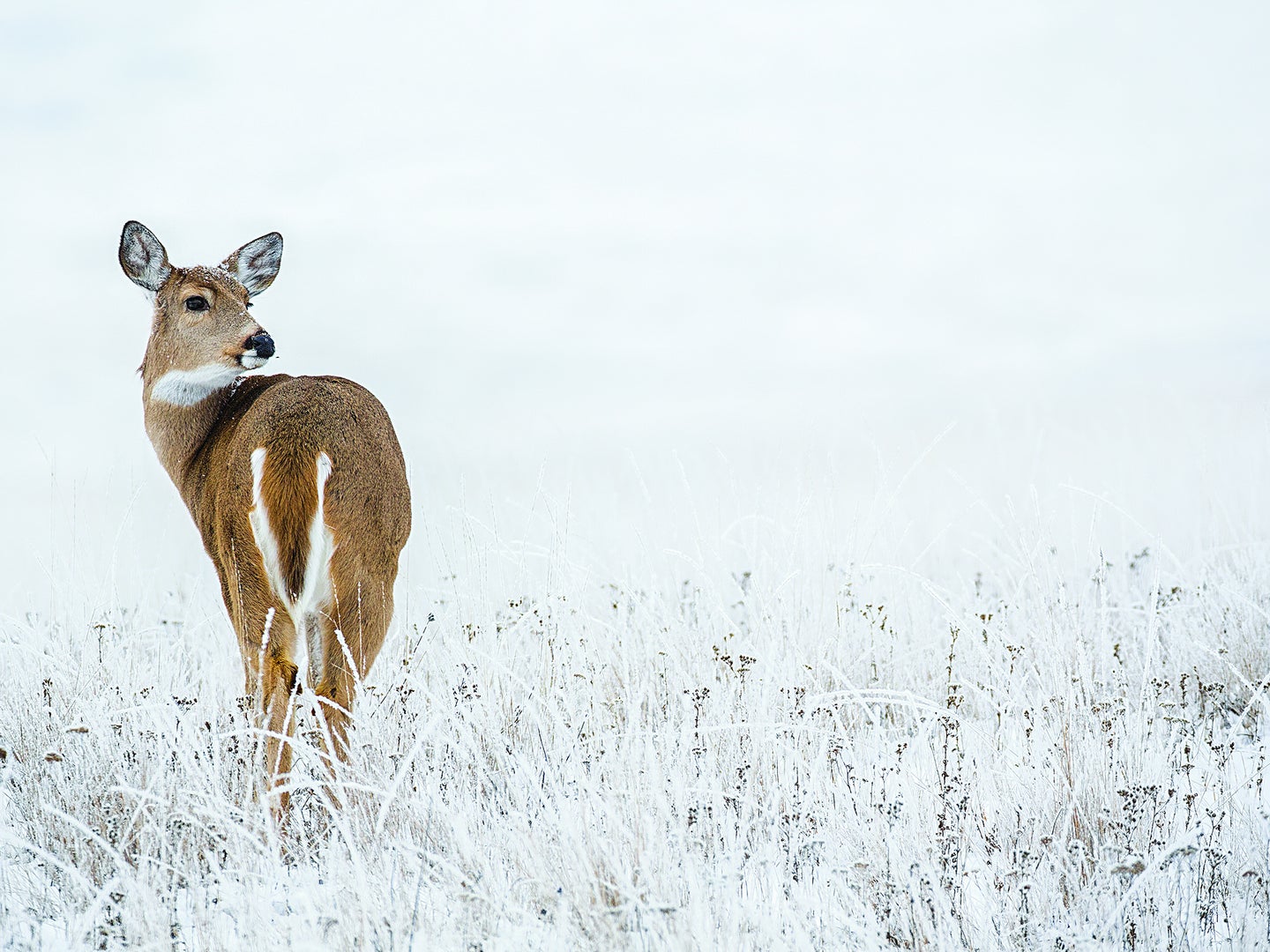 snowy field, doe looks over shoulder