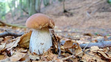 The 7 Safest Edible Mushrooms to Forage and Eat