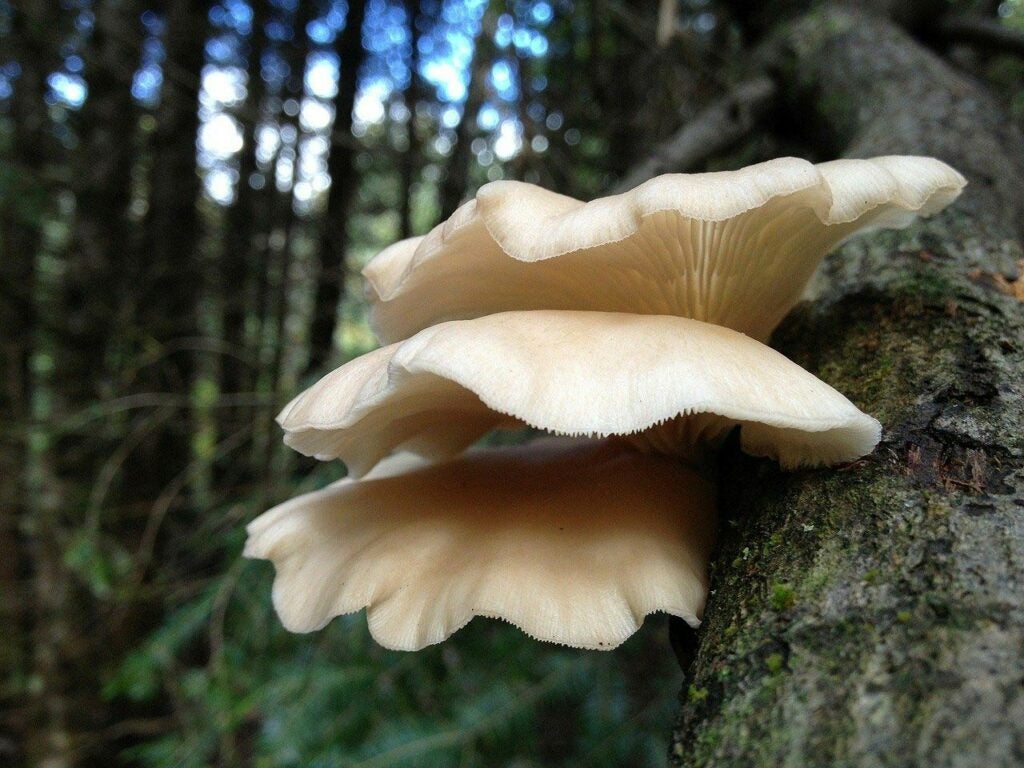 photo of edible Oyster mushrooms
