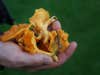 photo of edible chanterelle mushrooms 