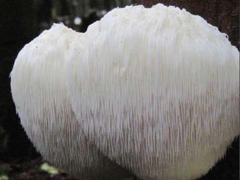 A lion's mane fungus in the woods.