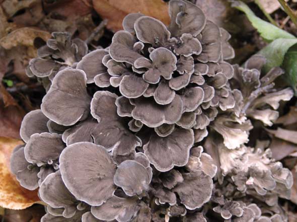 Photo of edible of hen of the woods mushrooms