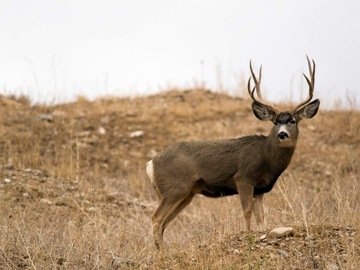A large whitetail buck stands in an open field.