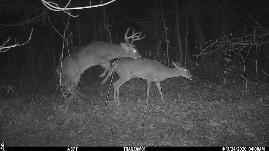 Trail camera photo of two deer.