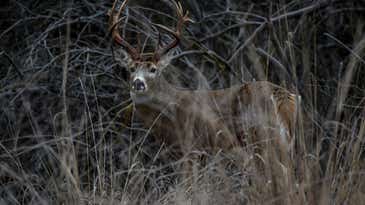 12 Tips for Driving Whitetail Deer
