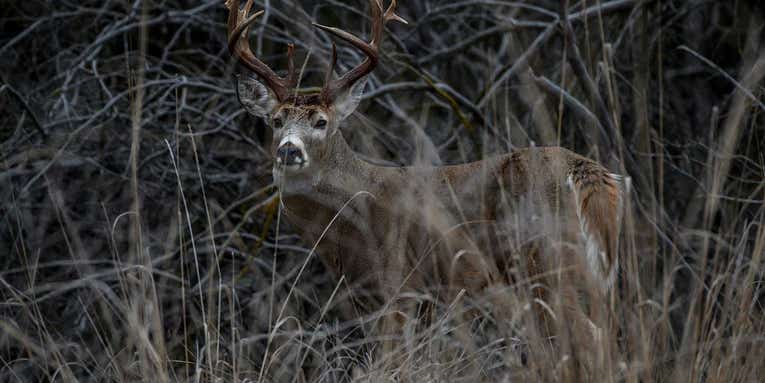 12 Tips for Driving Whitetail Deer