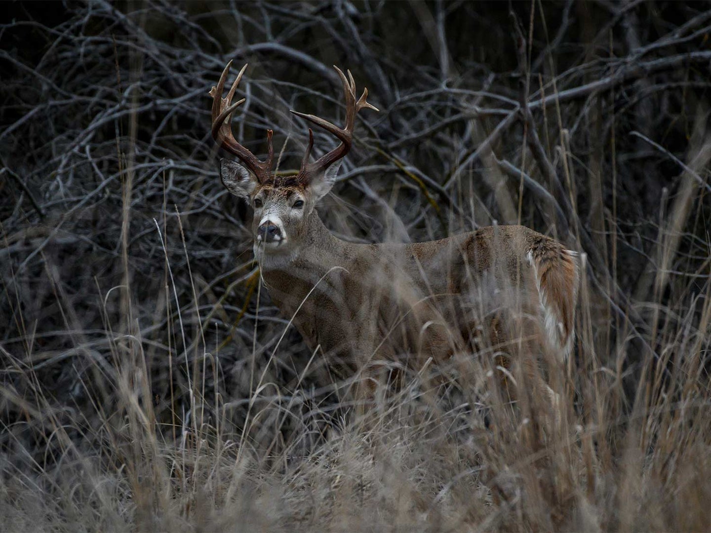 A big whitetail hides in a thick swamp.
