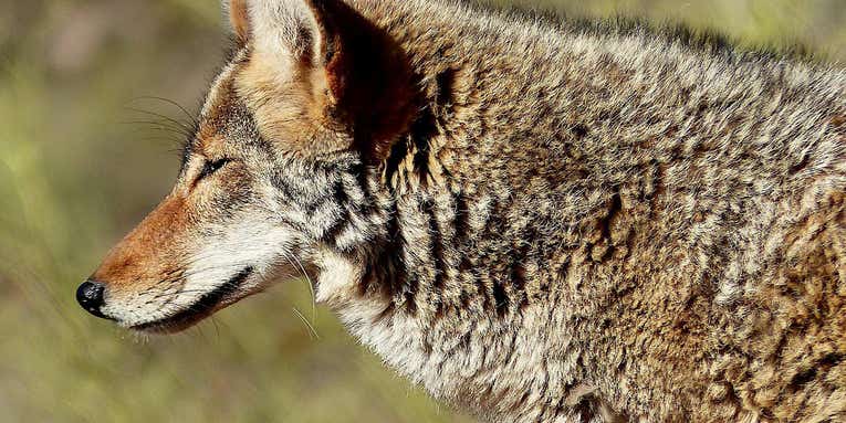 The 5 Best Rimfire Loads for Hunting Coyotes