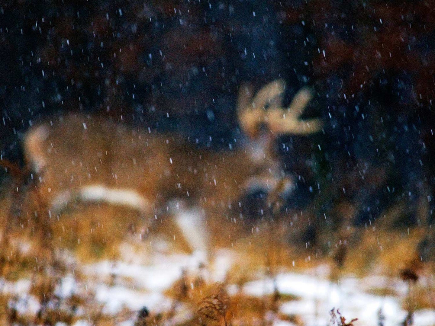 A whitetail deer in the snow.