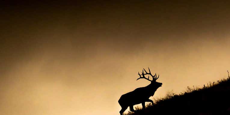 Why Elk Are My Favorite Big-Game Animals to Hunt
