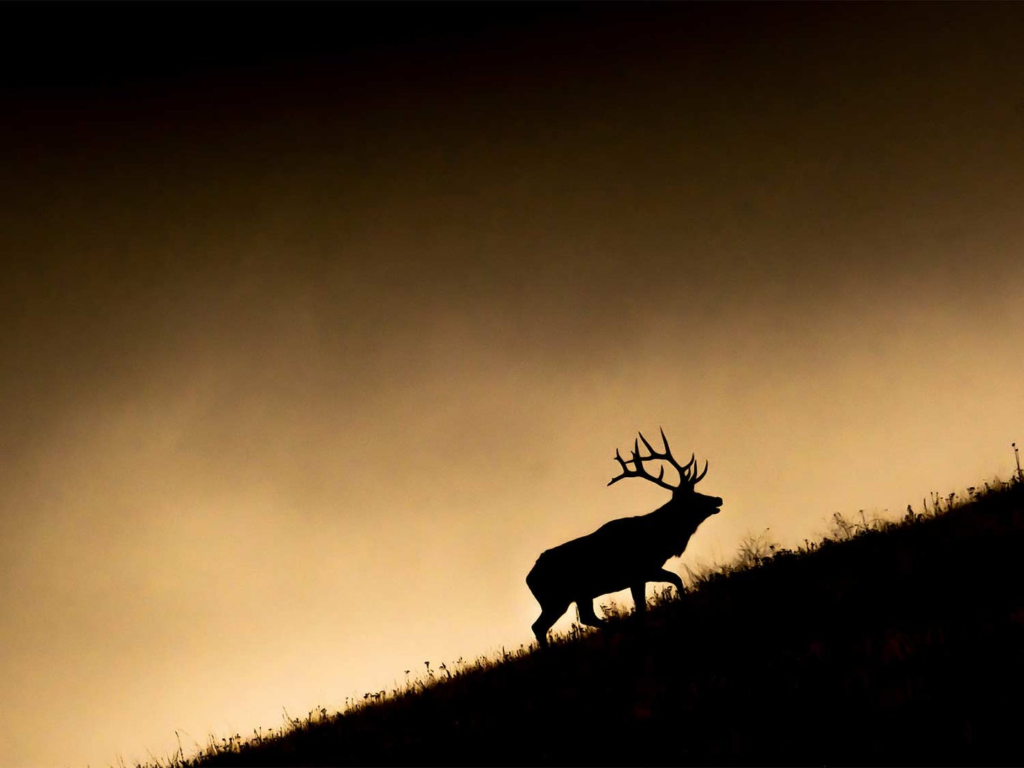 A silhouette of a large bull elk as it walks up a hill.