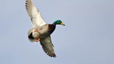 How to Hunt Late-Season Ducks in Stubble Fields