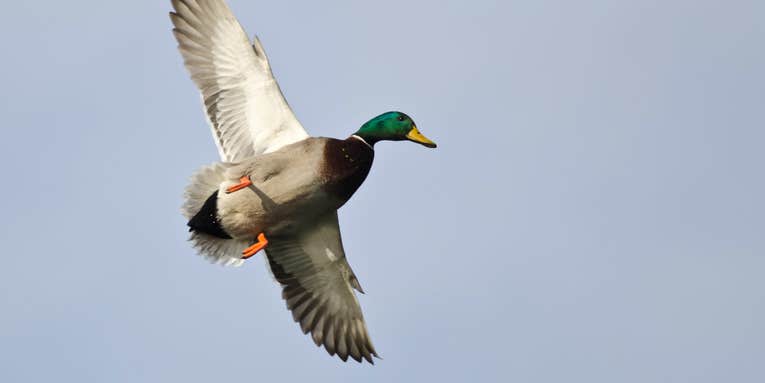How to Hunt Late-Season Ducks in Stubble Fields