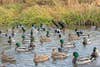 flock of mallards on a small farm pond
