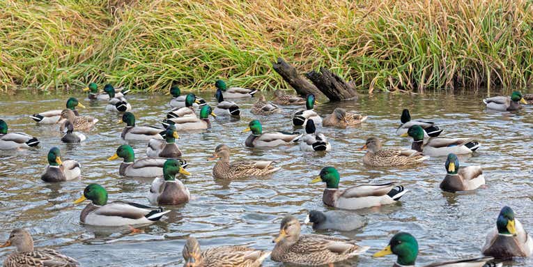 The 10 Rules of Duck Scouting