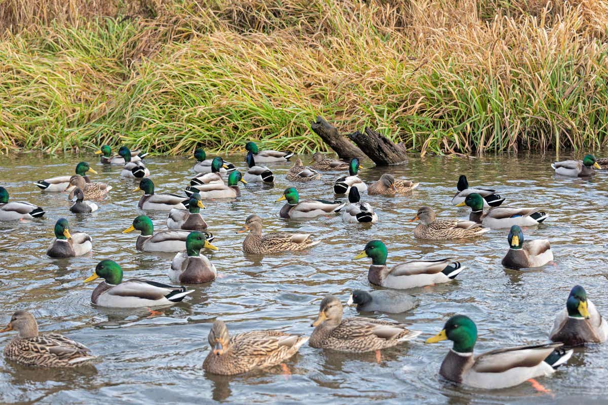 The 10 Rules of Duck Scouting | Field & Stream