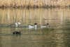 pintail ducks in the water