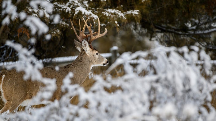 How to Set Up a Deep-Snow Deer Ambush