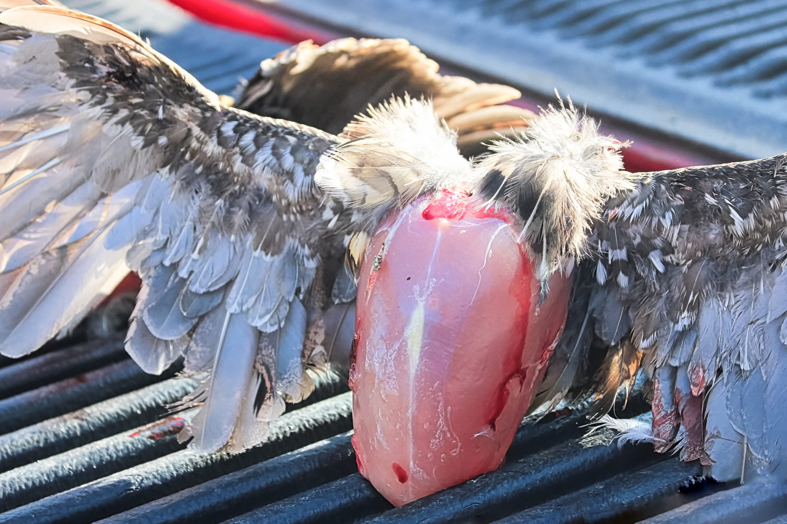 The breast of a cleaned bird before removing the wings.