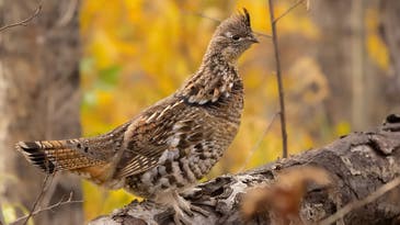 Ruffed Grouse Hunting: A Complete Guide