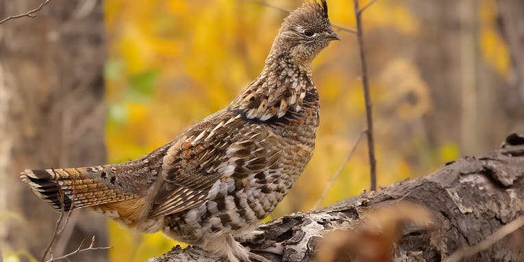 Ruffed Grouse Hunting: A Complete Guide