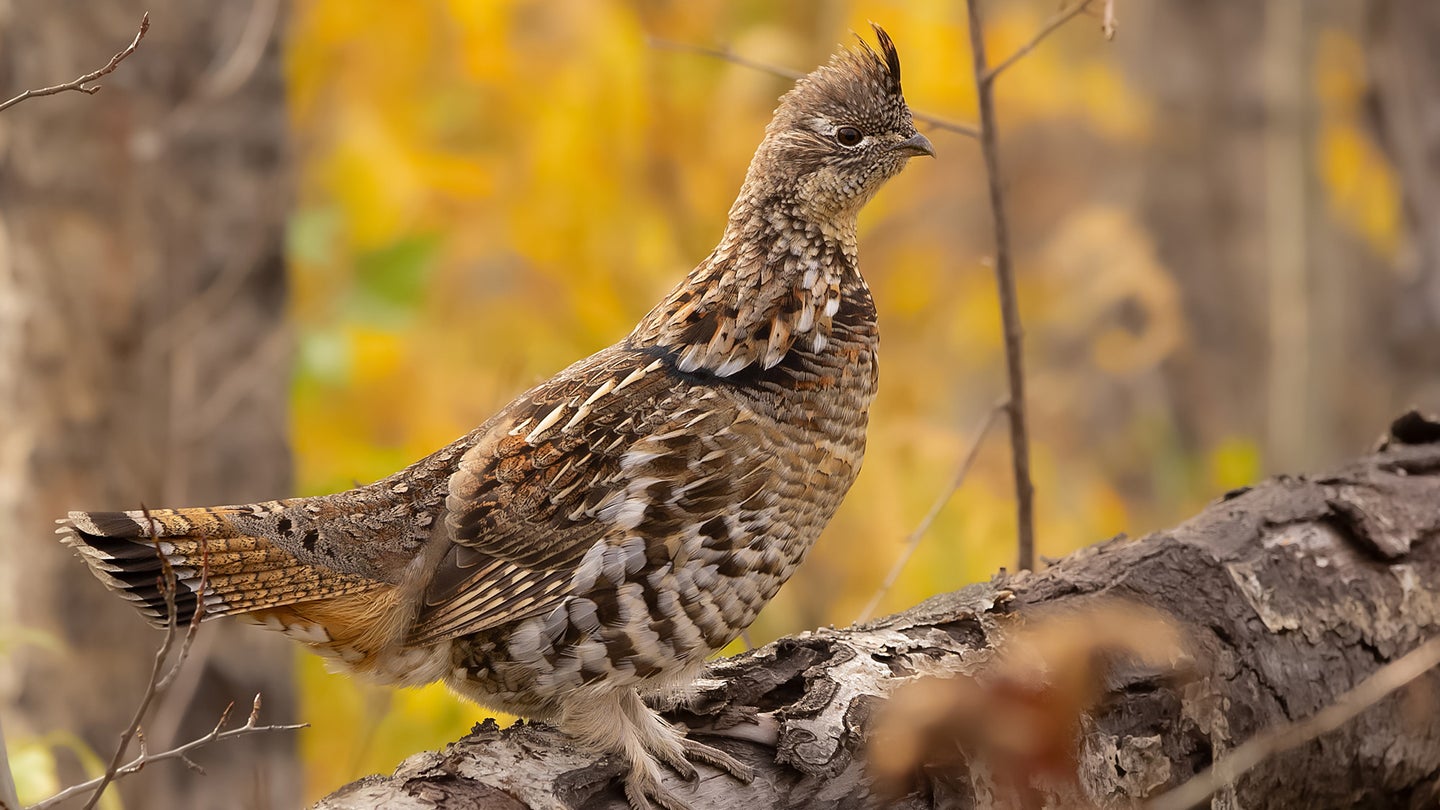 A ruffed grouse standing on a fallen log in fall woods