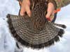 The tail feathers of a ruffed grouse fanned out.
