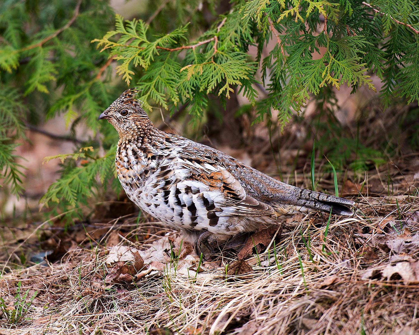 A ruffed grouse on the ground next to a bush.