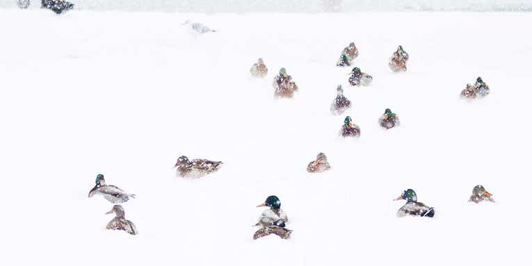 How to Hunt Ducks in a Winter Storm and Live to Tell About It