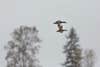 Two ducks fly overhead in a snowy wilderness.