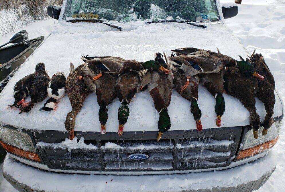 A four-person daily bag limit of mallard ducks on the hood of a Ford F-150 pickup truck.